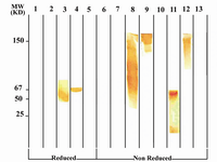 Figure 4A. Immunoblot analysis of 1F18G7 MAb reactivity with IgG subclasses. Lanes 1 to 5 represent reduced forms of MM1 (IgG1), MM12 (IgG2), Hay-ward (Heavy chain of IgG3), MM98 (IgG3) and MM147 (IgG4), respectively. Lanes 6 to 13 represent non reduced forms of MM1, MM12, Hay-ward, MM98 (whole molecule), MM98 (Fab), MM98 (Fc), IgG3 polyclonal and MM147, respectively. 