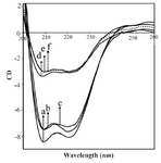 <p>Figure 6. DLS diagrams (phosphate buffer, pH=7.4 at 37<em>&deg;C</em>); A) RNA (40 <em>&micro;M</em>), B) HBCD (1000 <em>&micro;M</em>) C) HBCD-RNA complexes.</p>