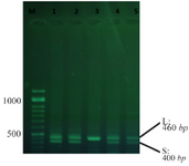 <p>Figure 1. An instance of PCR using primers.</p>