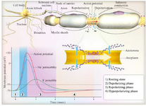 <p>Figure 2. Electrical action potential in the nerve cells.</p>