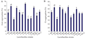 <p>Figure 2. Auto-aggregation (A) and co-aggregation of LAB strains with <em>E. coli</em> (B). Data are expressed as mean&plusmn;standard deviation (n=3). Different letters indicate significant differences between isolates based on Tukey&rsquo;s test (p&lt;0.05).</p>