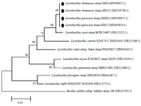 <p>Figure 3. Phylogenetic relationship of selected strains among members of the genus Lactobacillus in the neighbor joining phylogenetic tree. The tree was generated on the basis of 16S rDNA sequences. Accession numbers are in parentheses.<em> Bacillus subtilis</em> was used as out groups.</p>