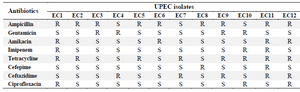 <p>Table 1. Antibiotic susceptibility pattern of UPEC isolates</p>
<p>Denotes for Resistant (R), Intermediate (I) and Susceptible (S).</p>