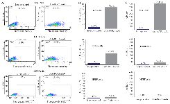 <p>Figure 1. Reactivity of anti-ROR1 monoclonal antibody clone 5F1-B10 to bladder cancer and normal cell lines using flow cytometry. Left panel: A) 5F1-B10 could react with ROR1 in 86.1% of 5637 and 45.6% of EJ138 cells, compared to HFFF cell (5.49%) as a normal sample. The values for isotype controls in all three cell lines have also illustrated. Middle panel: B) The same results illustrated as bars for better visualization. Right panel: C) The average FITC intensities were calculated through multiplying the mean fluorescence intensity by&thinsp;percentage of positivity (MFI&times;POP).</p>