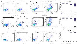 <p>Figure 4. A flow cytometric apoptosis assay was performed by anti-ROR1 mouse monoclonal antibody (5F1-B10) on bladder cancer cell lines for 6 and 12 <em>hr</em>. Left panel: A) The antibody could induce apoptosis (Early and late apoptosis) in 5637 and EJ138 cells after 6 <em>hr</em>. Middle panel: B) The same experiment after 12 <em>hr</em>. Left panel: C) For better visualization of results a bar graph was drawn. The percentage of viable cells after 6 and 12 <em>hr</em> treatment for 5637 cells were 87.8% and 58.5% and for EJ138 were 80.3% and 56.6%, respectively. The viability of cells remains almost unchanged in both lines after 12 <em>hr</em> of induction. The anti-ROR1 antibody also did not induce apoptosis in HFFF cells as a normal cell line (The lower panels in A, B and C).</p>