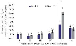 <p>Figure 1. Effect of hWJMSCs-CM, IGF1-hWJMSCs-CM toward <em>COL2</em> gene expression on OA cells model. (I) Normal cell (CHON002), (II) IL1&beta;-CHON002, (III) hWJMSCs-CM 15% + IL1&beta;-CHON002 (IV), hWJMSCs-CM 30% + IL1&beta;-CHON002, (V) IGF1-hWJMSCs-CM 15% <br /> + IL1&beta;-CHON002, (VI) IGF1-hWJMSCs-CM 30%+IL1&beta;-CHON002. The histograms are presented as mean&plusmn; standard deviation, the treatment was done triplicate. The data were analyzed with ANOVA and Tukey post hoc test. Different letters (a, b, c) indicate significant differences in 1 week incubation (Blue color) and different letters (A, AB, B, C) indicate significant differences in 2 week incubation (Gray color). The symbol (*) presents significant differences between week 1 and week 2 based on paired t-test (p&lt;0.05).</p>