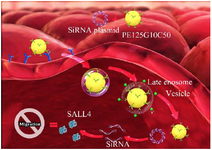 <p>Figure 1. The study protocol. 1) The PEI25G10C50 integrates with plasmid and binds to megalin on the surface of MCF-7 cells. 2) Nano-polyplexes enter into the cells through receptor-dependent endocytosis. 3) Plasmid and PEI25G10C50 are released into the cytoplasm by the endosomal escape process at late endosome stage. 4) The siRNA degrades <em>SALL4</em> mRNA.</p>