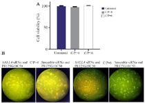 <p>Figure 3. A) The cytotoxicity of polyplexes prepared with Scrambled siRNA GFP Lentivector piLenti-siRNA-GFP plasmid and PEI25G 10C50 against MCF-7 breast cancer cell line. Means&plusmn;SD from 3 repeats have been presented. B) Fluorescent imaging of GFP expression in MCF-7 cells transfected with the polyplexes prepared with GFP-expressing plasmid DNA and PEI25G10C50. Photomicrographs show green fluorescence expression in MCF7 cells at different C/Ps concentrations, 72 <em>hr</em> after the transfection.</p>