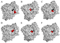 <p>Figure 2. RNA dependent RNA polymerase (grey, surface-hydropho-bicity mode) of the SARS-CoV-2 (COVID-19) in complex with different ligand drugs (red); A) MMA35O binds to the B motif; B) MMA3 binds to the F motif; C) MMA45O binds to the B and F motifs; D) IMT binds to the C and F motifs; E) BM binds to the B and F motifs; F) TF binds to the B and F motifs.</p>