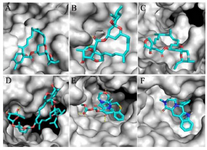 <p>Figure 3. Zoom-in images of the RNA dependent RNA polymerase (grey) of the SARS-CoV-2 (COVID-19) with different ligand drugs (cyan); A) MMA35O binds to the B motif; B) MMA3 binds to the F motif; C) MMA45O binds to the B and F motifs; D) IMT binds to the C and F motifs; E) BM binds to the B and F motifs; F) TF binds to the B and F motifs.</p>
