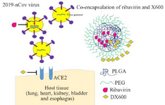 <p>Figure 1. Schematic structure of polymeric nanosystem platform for antiviral combination therapy of COVID-19.</p>