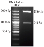 <p>Figure 2. Recombinant pTZ57R/TDPPA2 digested with BamHI and XhoI. Digestion of&nbsp; recombinant pTZ57R/TDPPA2 gives 2 bands that correspond to pTZ57R/T vector (2886 <em>bp</em>) and <em>DPPA2</em> gene (941 <em>bp</em>).</p>