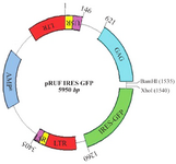 <p>Figure 4. pRUF Retroviral Vector Map. This image was kindly provided by Paul Moretti, Hanson Institute, SA, Australia, http://www. hansoninstitute.sa.gov.au/</p>