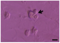<p>Figure 2. Cell clumps of sheep spermatogonia (arrow). Scale bars represent 15 <em>&micro;m.</em></p>