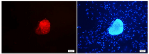 <p>Figure 4. PLZF immunocytochemical staining of sheep spermato-gonial stem cells. Nuclei were counterstained with DAPI (&times;20).</p>