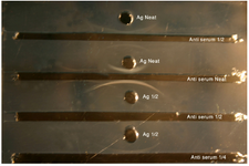 Figure 1. Immunoelectrophoresis of Trichomonas vaginalis sonicated antigen (wells) probed with rabbit antisera raised against parasite (troughs)