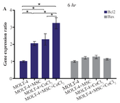 <p>Figure 3A. Real Time-PCR data for BAX and BCL2 expression in MOLT-4 cells under CoCl<sub>2</sub> and hypoxia with and without MSC. (A) BAX and BCL2 expression levels were analyzed by Real Time-PCR in MOLT-4 cells under CoCl<sub>2</sub> (100 <em>&micro;M</em>) with MSC. RNA was extracted at 6 <em>hr</em> following 100 <em>&micro;M</em> CoCl<sub>2</sub> exposure. Data is presented as means&plusmn;SD of three independent experiments. * Statistically significant difference compared to the respective data of control (untreated cells), p&lt;0.05.</p>