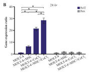 <p>Figure 3B. Real Time-PCR data for BAX and BCL2 expression in MOLT-4 cells under CoCl<sub>2</sub> and hypoxia with and without MSC. (B) BAX and BCL2 expression levels were analyzed by Real Time-PCR in MOLT-4 cells co-cultured with MSC. RNA was extracted at 24 <em>hr</em> following 100 <em>&micro;M</em> CoCl<sub>2</sub> exposure. Data is presented as means&plusmn;SD of three independent experiments. * Statistically significant difference compared to the respective data of control (untreated cells), p&lt;0.05.</p>