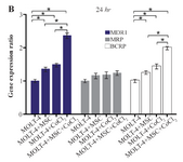 <p>Figure 4B. Real Time-PCR data for MOLT-4 cells MDR1, MRP, and BCRP genes expression under CoCl<sub>2</sub> and hypoxia with and without MSC in different time courses. (B) MDR1, MRP and BCRP genes expression levels were analyzed by Real Time-PCR in MOLT-4 cells<br /> cocultured with MSC. RNA was extracted at 24 <em>hr</em> following 100 <em>&micro;M</em> CoCl<sub>2</sub> exposure. Data is presented as means&plusmn;SD of three independent experiments. * Statistically significant difference compared to the respective data of control (untreated cells), p&lt;0.05.</p>