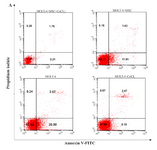 <p>Figure 5A. Recognition of apoptosis in MOLT-4 cells co-cultured with MSC treated with CoCl<sub>2</sub>. Figure 5A depicts a representable sample of assessment of apoptosis using Annexing-V staining and PI. (A) Change of phosphatidylserine externalization induced by CoCl<sub>2</sub> in MOLT-4 cells cocultured with MSC (flow cytometry analysis, Annexin V-FITC/PI staining). MOLT-4 cells were incubated with 100 <em>&micro;M</em> CoCl2 for 24 <em>hr</em>. The data presents the three independent experiments. Annexin V positive/PI negative cells (Annexin V+/PI-) showed in the bottom right quadrant of each dot plot signifies cells corresponding to early apoptosis, whereas the Annexin V positive/PI positive (Annexin V+/PI+) cells showed in the upper right quadrant signifies cells corresponding to late apoptotic/necrotic cells.</p>