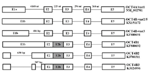 <p>Figure 2. A schematic structure of <em>OCT4</em> variants. OCT4A is composed of 5 exons which exon 1a is specific for this variant. Other OCT4B group variants have exon 1b instead of exon 1a and have longer 5' UTR. Also, this figure indicates occurring alternative splicing in 5' UTR of OCT4B group variants, specifically in exon 1b. It should be mentioned that OCT4B-variant 2 and OCT4B-variant 5 are different just in one SNP that cause generating longer isoform in OCT4B-variant 5.</p>
