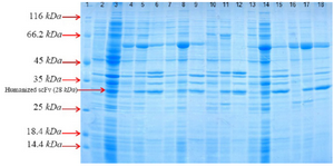 <p>Figure 3. SDS&ndash;PAGE analysis of co-expressed anti-CD20 huscFv with different cytoplasmic molecular chaperones after induction with 0.4 <em>Mm</em> IPTG for 4 <em>hr</em> at 30<em>&deg;C</em>, washed and resuspended in lysis buffer 10 <em>ml</em> of lysis buffer (100 <em>mM</em> NaCl, 50 <em>mM</em> NaH2PO4 at pH=8.0). Lane 1: the standard protein weight&nbsp;marker. Lane 2: whole cell lysate supernatant from uninduced cells without chaperone plasmid set. Lane 3: whole insoluble pellet from uninduced cells without chaperone plasmid set. Lanes 4-6: samples of different extracts from <em>E. coli</em>BL21 (DE3)/pET22b-huscFv/pG-KJE8 (Lane 4: supernatant from uninduc-ed cells, Lane 5: supernatant from 4 <em>hr</em>, Lane 6: pellet from 4 <em>hr</em>). Lanes7-9: samples of different extracts from <em>E. coli</em> BL21 (DE3)/pET22b-huscFv/pGro7 (Lane 7: supernatant from uninduced cells, Lane 8: supernatant from 4 <em>hr</em>, Lane 9: pellet from 4 <em>hr</em>). Lanes 10-12: samples of different extracts from <em>E. coli</em> BL21 (DE3)/ pET22b-huscFv/pKjE7 (Lane 10: supernatant from uninduced cells, Lane 11: supernatant from 4 <em>hr</em>, Lane 12: pellet from 4 <em>hr</em>). Lanes 13-15: samples of different extracts from <em>E. coli </em>BL21 (DE3)/pET22b-huscFv/pG-Tf2 (Lane 13: supernatant from uninduced cells, Lane 14: supernatant from 4 <em>hr</em>, Lane 15: pellet from 4 <em>hr</em>). Lanes 16-18: samples of different extracts from <em>E. coli </em>BL21 (DE3)/pET22b-husc Fv/pTf16 (Lane 16: supernatant from uninduced cells, Lane 17: supernatant from 4 <em>hr</em>, Lane 18: pellet from 4 <em>hr</em>).</p>