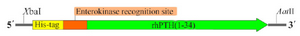 <p>Figure 1. Schematic representation of tag fused hPTH (1-34) (TPD) demonstrating the arrangement and composition of cassette after PCR.</p>