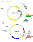 <p>Figure 2. Schematic diagram of recombinant pTZ57R/T-TPD and pHT43-TPD vectors. A) Map of cloned TPD cassette into pTZ57R/T vector. B) The map of subcloned TPD cassette into pHT43. Above diagrams were generated using SnapGene&reg; software from GSL Biotech.</p>