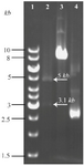 <p>Figure 3. Restriction enzyme digestion confirming new recombinant of pHT43-TPD construct. Lane 1: GeneRuler&trade; 1 <em>kb</em> DNA ladder (Thermo, USA). Lane 2: Two bands of 5 <em>kb</em> and 3.1 <em>kb</em> generated from PstI/XhoI double digestion on the pHT43-TPD construct. As demonstrated in figure 1, a unique PstI site and a unique XhoI site are indentified through target DNA and&nbsp; plasmid backbone, respectively. Lane 3: A single band obtained from the same double digestion on non-recombinant plasmid (a negative control). Lane 4: undigested pHT43 plasmid.</p>