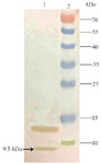 <p>Figure 5. Outcome of performing a western blot to recheck the fidelity of TPD expression. Lane 1: Expression 4 hr after induction, Lane 2: Prestained Protein Ladder (Thermo, USA). The position of target band is shown with an arrow.</p>
