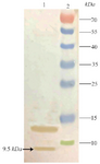 <p>Figure 5. Outcome of performing a western blot to recheck the fidelity of TPD expression. Lane 1: Expression 4 hr after induction, Lane 2: Prestained Protein Ladder (Thermo, USA). The position of target band is shown with an arrow.</p>
