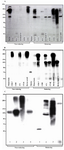 Figure 1. Western blot assay using 3 ug affinity-purified anti-nestin (4G10G8). A) Cell lysates from a human glioblastoma multiforme (GBM) and several human malignant cell lines were run in a 6% SDS-PAGE under reducing and non-reducing conditions. B) Cell lysates and several cell lines from other species were also analyzed. Several bands ranging from 150-300 kDa was observed. C) Cell lysates from 1- Rat hippocampus, 2- Mouse brain (12 days embryo), 3- Bovine brain (24 days embryo), 4- Human cerebral tumor