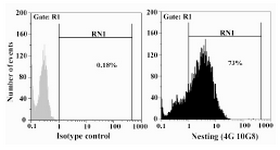 Figure 4. Indirect intracellular staining of bovine sertoli cells and flow cytometry analysis using anti-nestin (4G10G8) antibody. FITC-conjugated rabbit anti-mouse was used as secondary antibody. An irrelevant mouse IgG1 (ACECR, Tehran, Iran) was used as isotype control