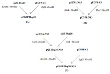 <p>Figure 1. Schematic representation of cloning processes: Generation of pEGFP-Hsp20 (A); pEGFP-NS3 (B); pEGFP-Hsp20-NS3 (C) in bacterial system.</p>