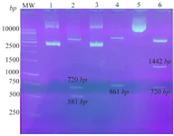 <p>Figure 2. Confirmation of the recombinant plasmids using digestion: Lane 1: pEGFP-Hsp20, Lane 2: pEGFP-Hsp20 digested by <em>Nhe</em>I/<em> Hind</em>III (581 <em>bp</em>+720 <em>bp</em>), Lane 3: pEGFP-NS3, Lane 4: pEGFP-NS3 digested by <em>Xho</em>I/<em>Hind</em>III (861 <em>bp</em>), Lane 5: pEGFP-Hsp20-NS3, Lane 6: pEGFP-Hsp20-NS3 digested by<em> Nhe</em>I/<em>Hind</em>III (1442 <em>bp</em>+720 <em>bp</em>). MW is a molecular weight marker (1 <em>kb</em>, Fermentas).</p>