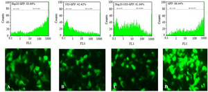 <p>Figure 3. Transfection efficiency: Analysis of Hsp20-GFP (A), NS3-GFP (B), Hsp20-NS3-GFP (C), and GFP (D) protein expression in HEK-293T cells by TurboFect transfection reagent using fluorescent microscopy and flow cytometry. The pEGFP-C1 was used as a positive control (D). The non-transfected cell was considered as a negative control (M1).&nbsp;</p>