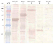 <p>Figure 5. Identification of protein expression in HEK-293T cells 48 <em>hr</em> after transfection using western blot analysis: The expression of Hsp20-GFP (~47 <em>kDa</em>, lane 1), NS3-GFP (~59 <em>kDa</em>, lane 2), and Hsp20-NS3-GFP (~79 <em>kDa</em>, lane 3) was detected by an anti-GFP antibody as compared to the non-transfected cells ( lane 5). The GFP expression (~27 <em>kDa</em>, lane 4) was applied as a positive control. MW is the molecular weight marker.</p>