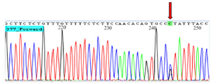 <p>Figure 2. Chromatogram shows heterozygote GC genotype for rs6759298.</p>