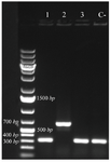 <p>Figure 1. Colony PCR confirmation of recombinant plasmid by T7 primers, analyzed by 1% agarose gel electrophoresis. Lane 2 exhibited amplification in desired size. Lane C-&nbsp; shows amplification without desired sequence.</p>