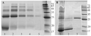 <p>Figure 3. A) Nickle charged affinity resin purification of refolded BMP-2, using different concentrations of imidazole in elution buffer. Lanes 1 to 5; 30, 50, 80, 150 and 300 <em>mM</em> imidazole, respectively. B) Refolded and purified BMP-2 analysis using non -reduced 12% SDS-PAGE. Lane 1: refolded but unpurified protein. Lane 2 and 3: monomeric and dimeric forms of BMP-2 purified by heparin affinity method.</p>