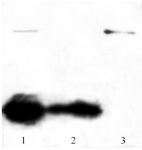 <p>Figure 4. Western blot analysis of purified BMP-2, separated by 12% SDS-PAGE and transferred to nitrocellulose membrane by semi-dry electroblotting. Lane 1: unpurified protein, lane 2: monomeric protein and lane 3: dimeric form of BMP-2.</p>