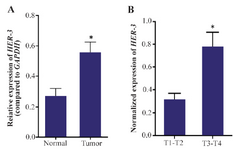 <p>Figure 1. Real time PCR analysis of <em>HER-3</em>. The expression of <em>HER-3</em> is up-regulated in gastric tumors compared to the non-tumor marginal samples (p-value=0.01). Moreover, the expression level of <em>HER-3</em> gene is elevated with tumor depth in gastric adenocarcinoma (p=0.023). Real-time PCR was performed as duplicates for three times for each sample. The expression values were normalized relative to the expression level of <em>GAPDH</em> as a housekeeping gene.</p>