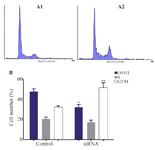 <p>Figure 2. Cell cycle analysis of MKN45 cell lines using flow cytomtery. MNK45 cells were treated with <em>HER-3</em> siRNA (A1), scrambled (A2) and analyzed by flow cytometry after 48 <em>hr</em>. B) number of cells distributed in different cell cycle phases in cells transfected with siRNA and scrambled. <em>HER-3</em> silencing increased cell accumulation in G2/M phase of cell cycle up to 20% compared to the scrambled-treated control cells (p= 0.029).</p>