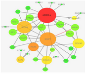 <p>Figure 2. Differential co-expressed network of DRGs and DRLs captured by TED and TDD results in temporal cortex datasets. The bigger and darker nodes show the nodes with higher connectivity within the network.</p>