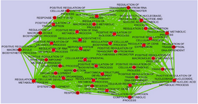 <p>Figure 3. Functional classification of biological process in which Differential Regulated Genes (DRGs) were supposed to be involved. The GO terms were considered significant based on hypergeometric test with Benjamini &amp; Hochberg FDR correction and significance level 0.01 by BINGO app. The results were illustrated using the Enrichment map Cytoscape 3.4.0 plugin. Ticker lines and bigger circles show more genes with higher significance level belonging to a given term.</p>