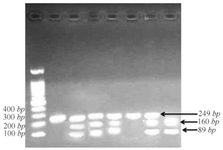 <p>Figure 1. Digestion of PCR product with Bali.</p>