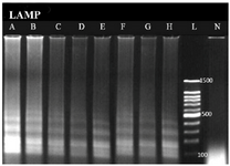 <p>Figure 2. Sensitivity analysis of LAMP based on number of DNA copy, The lanes labeled as A, B, C, D, E, F and G, correspond to the table 2, A: 10<sup>-1</sup> dilution, B: 10<sup>-2</sup>, C: 10<sup>-3</sup>, D: 10<sup>-4</sup>, E: 10<sup>-5</sup>, F: 10<sup>-6</sup>, G and H: 10<sup>-7</sup> (The DNA copy number of the first dilution is 1.02&times;10<sup>7</sup>). L: 100 <em>bp</em> DNA Ladder. N: negative control.</p>