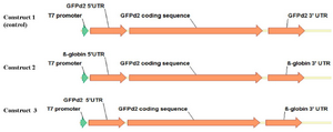 <p>Figure 1. Schematic presentation of template constructs, consisting of a T7 promoter, a 5&prime; UTR, a EGFPd2 coding region, and a 3&prime; UTR.</p>