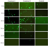 <p>Figure 3. Fluorescence intensity and percentage of HEK 293 cells expressing GFP with HBG UTRs overtime.</p>
<p>Construct 1: Cap-5&prime; HBG UTR &ndash;EGFPd2- 3&prime; HBG UTR &ndash; poly A tail</p>
<p>Construct 2: Cap-5&prime; UTR &ndash;EGFPd2- 3&prime; HBG UTR &ndash; poly A tail</p>
<p>Control: Cap-5&prime;UTR &ndash;EGFPd2- 3&prime; UTR-poly A tail.</p>