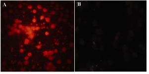 Figure 4. Immunocytochemistry analysis of R-PE conjugated ShH Ig on human B lymphocytes. A) ShH (Mouse Ig Ads)-PE (1 mg/ml dilution: 1/100). B) ShM Ig (Human Ig Ads)-PE (1 mg/ml dilution: 1/100)